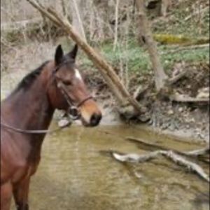 Meet your Posher, Brooke